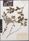 Foto von Salix caprea L. x Salix repens L.